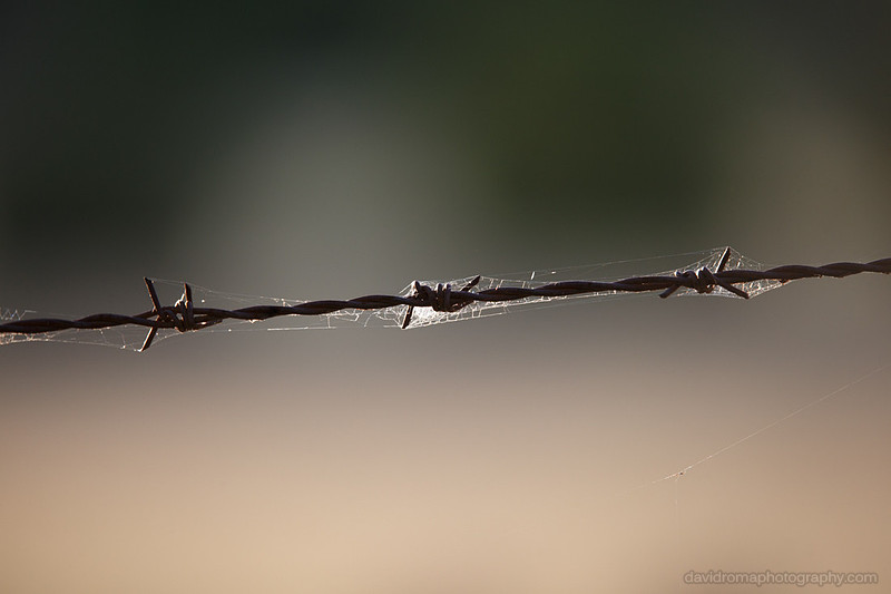Sigma 150-600mm Bokeh test