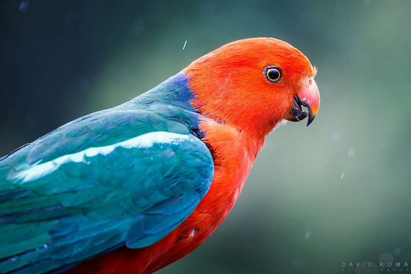 King Parrot - O'Reilly's, Lamington National Park, QLD, Australia