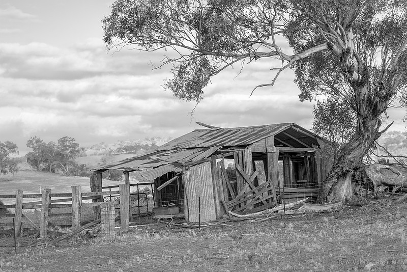 Still Standing - Millah Murrah, NSW, Australia