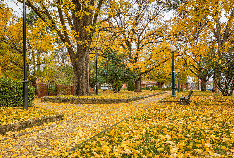 Autumn in full swing - Machattie Park, Bathurst, NSW, Australia