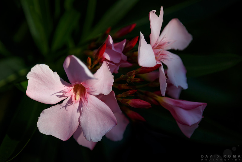 Oleander