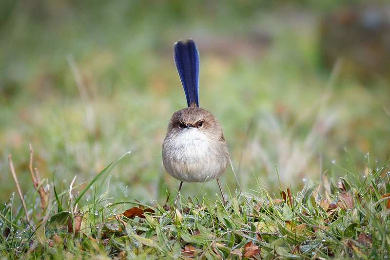 Angry Bird