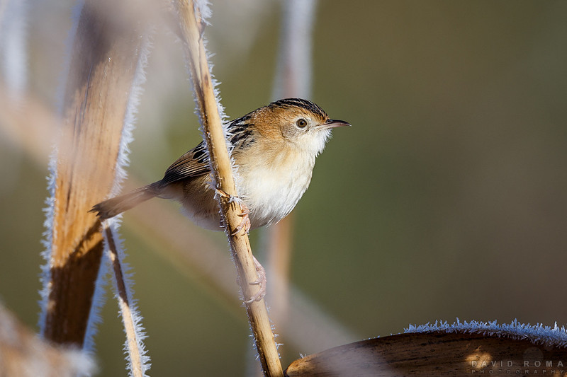 Frosty Flyer