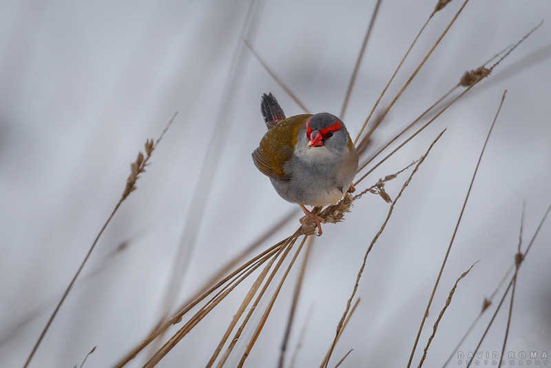 Bird in the snow