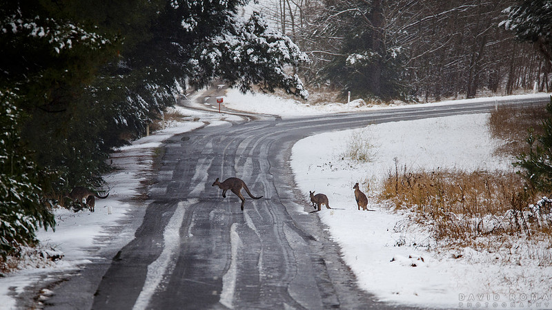 Kangaroos making a break for it