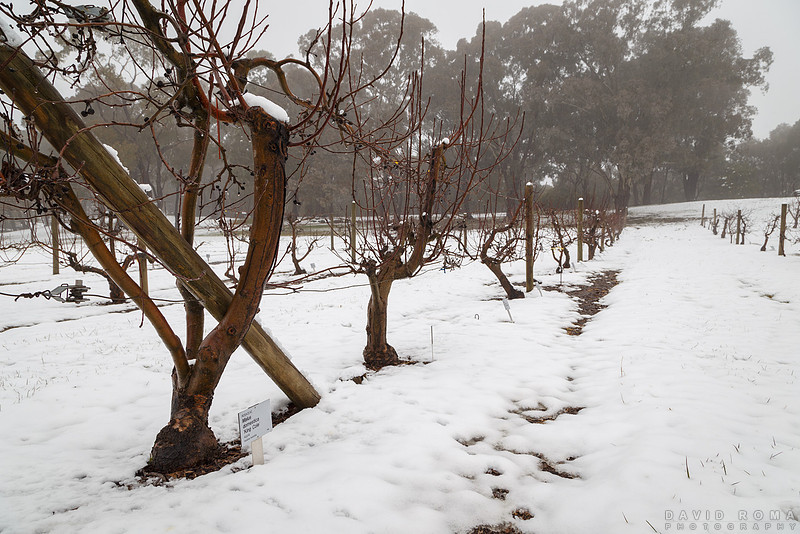 Vines - Orange Botanic Gardens
