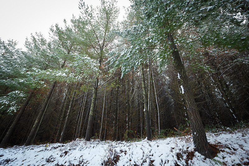 Snowy pine forest mt canobolas