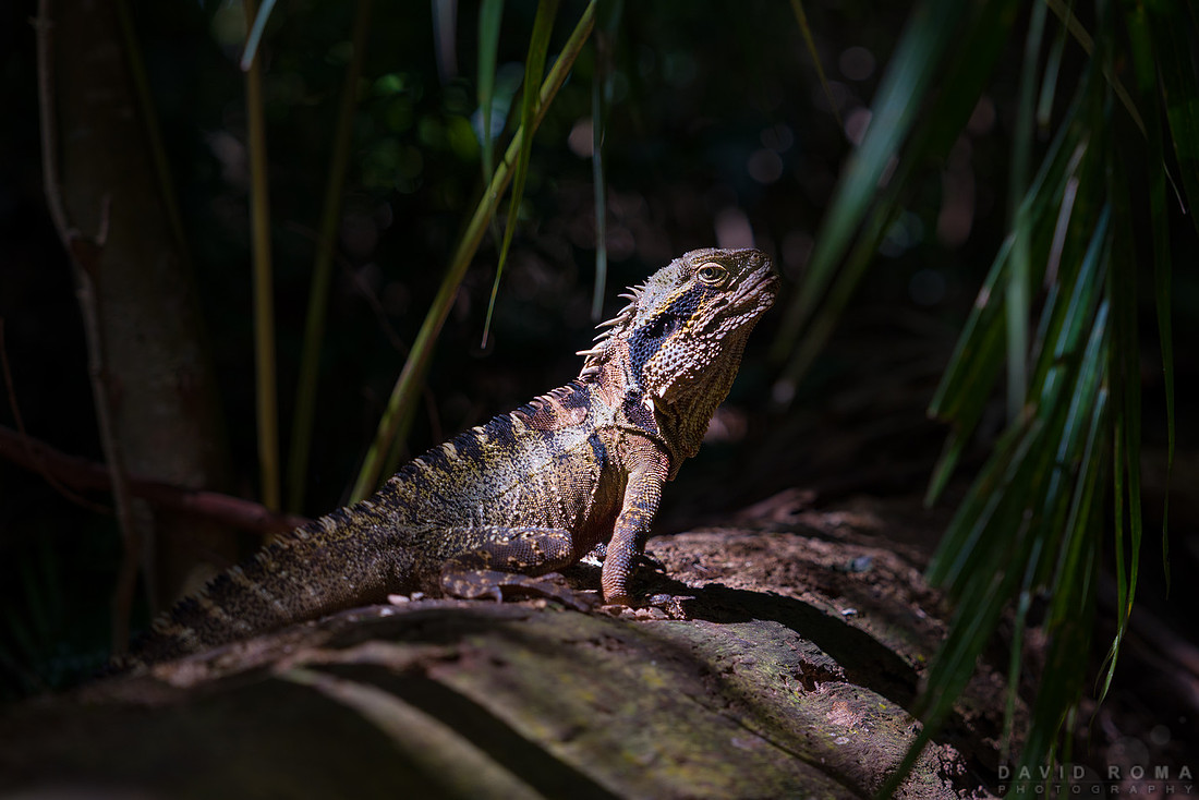 Eastern Water Dragon