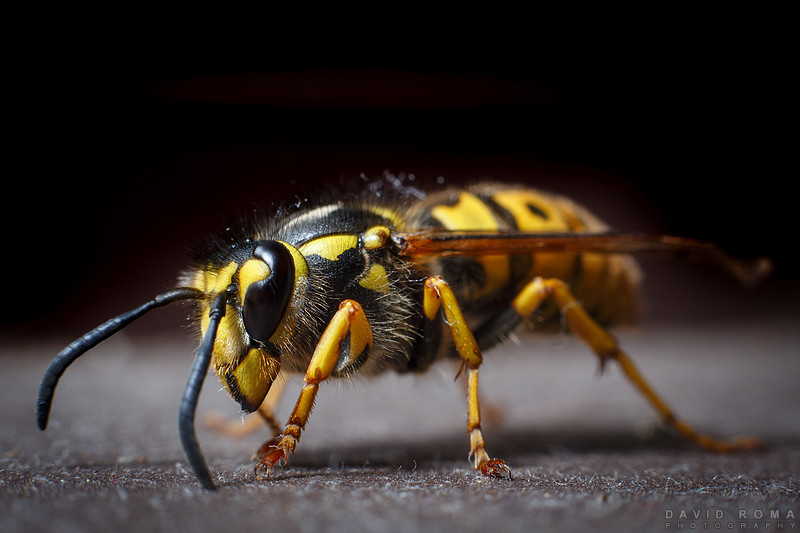 European Wasp