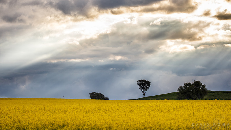 Golden rays - Cowra, NSW, Australia