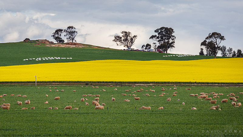 Lazy Bees - Cowra, NSW, Australia