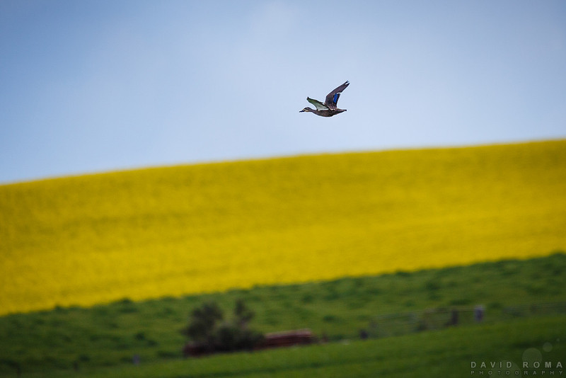Duck in flight over Canola