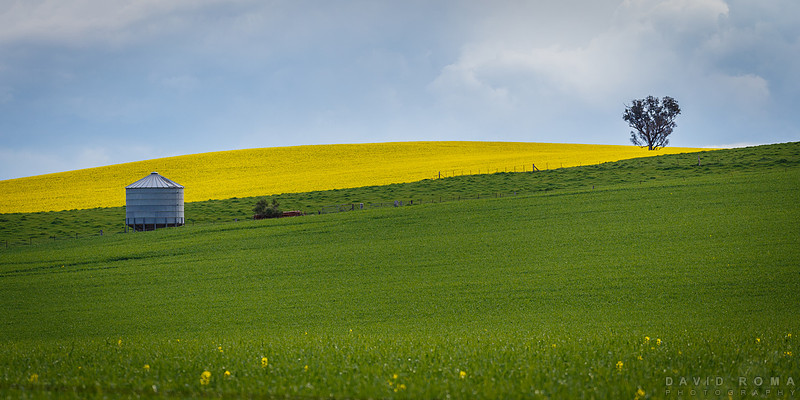 Green n Gold - Cowra, NSW, Australia