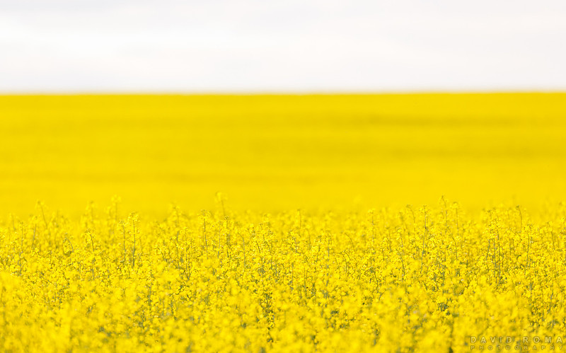 Abstract Canola - Cowra, NSW, Australia