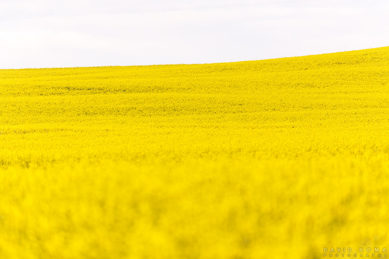 Fields of Gold - Cowra, NSW, Australia