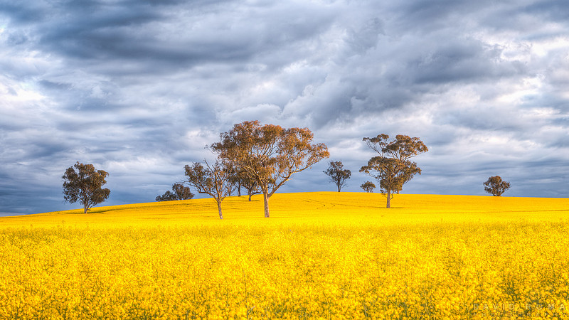 Golden hour hill - Cowra, NSW, Australia