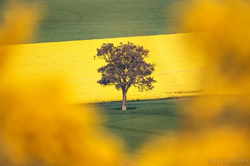 Golden Tree - Cowra, NSW, Australia