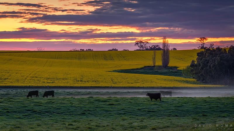 Golden calf - Cowra, NSW, Australia
