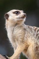 Wildlife
