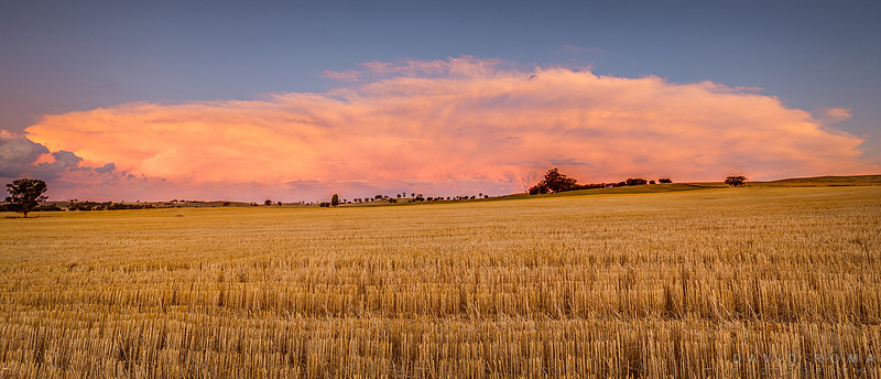 Farmers delight