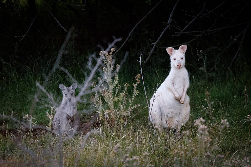 Albino Wallaroo