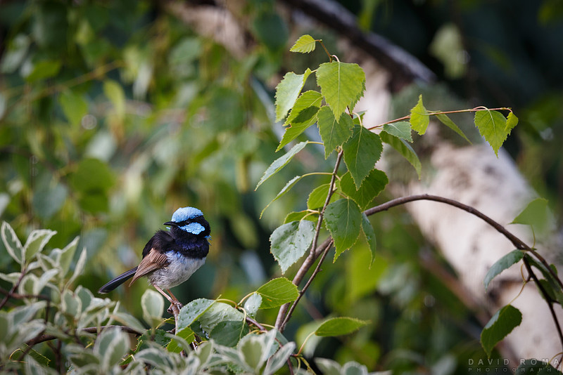 Poser - Bathurst, NSW, Australia