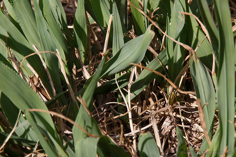 50% Crop - Sigma 150-600mm - Canon ef 2x iii extender (teleconverter) test