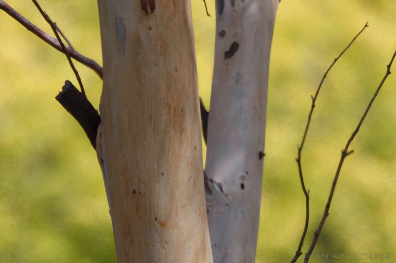 50% Crop - Sigma 150-600mm -  Canon ef 2x iii extender (teleconverter)