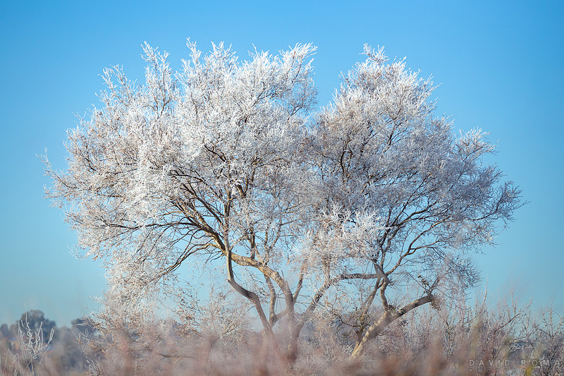 Ice Tree