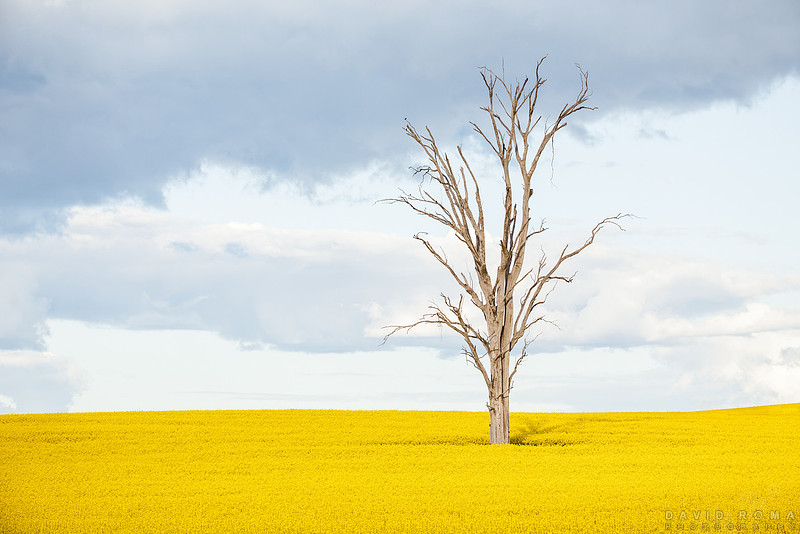 Old Beauty - Cowra, NSW, Australia