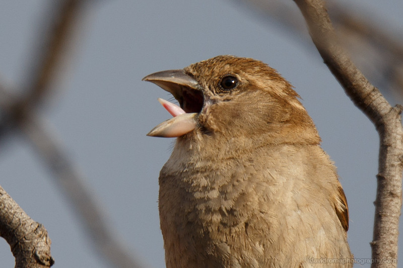 100% crop of Sigma 150-600mm - Sparrow with front lit by afternoon sun. Amazing image quality