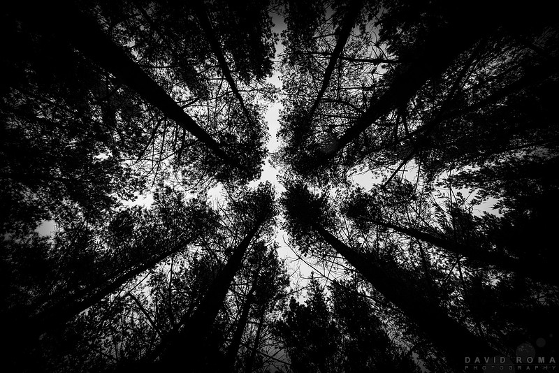 Canopy - Kinross state forest, NSW, Australia