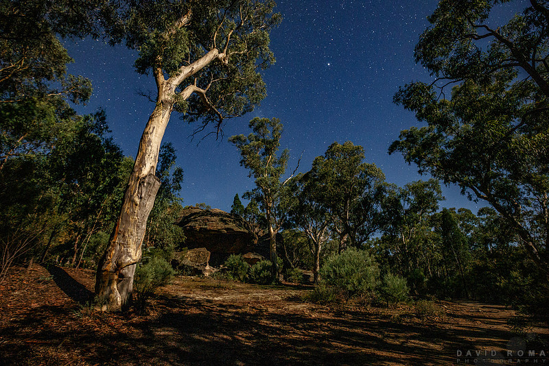 Moonlit paradise