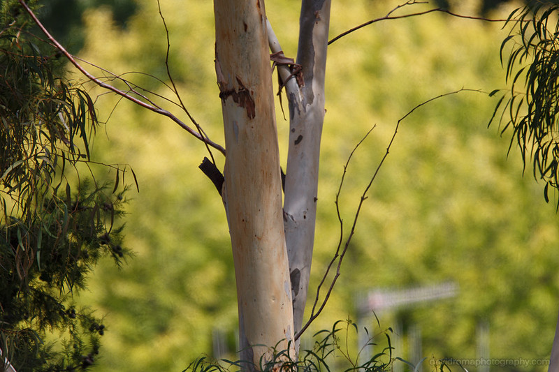 Sigma 150-600mm - Canon ef 2x iii extender (teleconverter) test