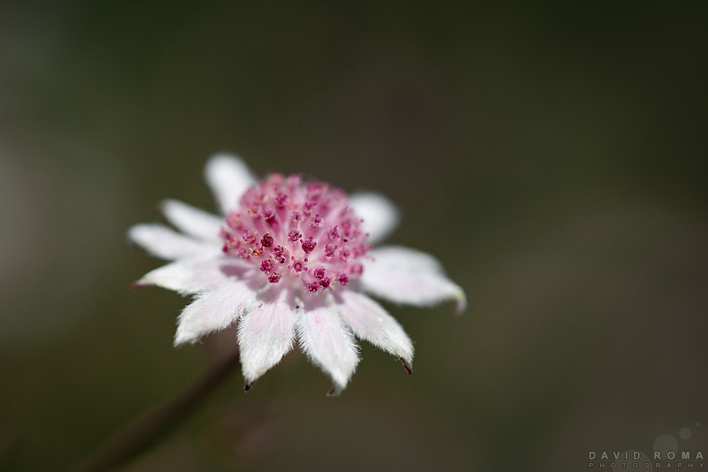 Pink Flannel Flower