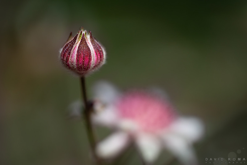 Pink Flannel Flower bud
