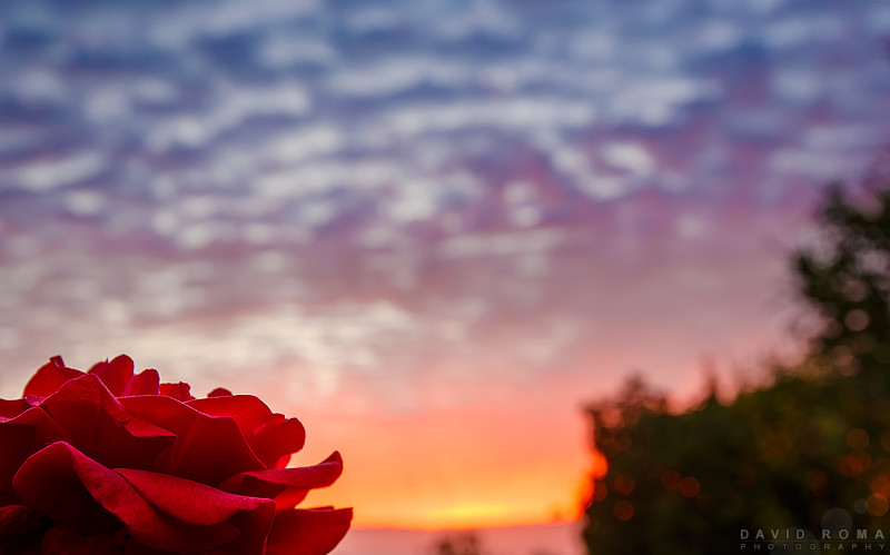 Morning Rose
