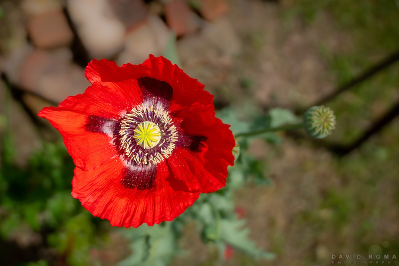 Poppy