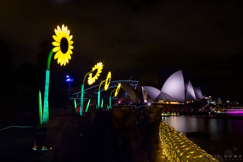 Sunflowers by the harbour