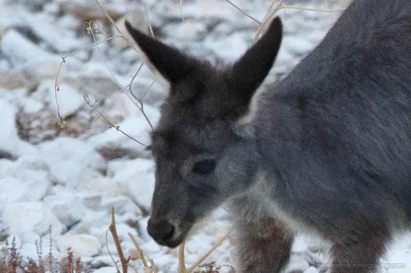 100% crop of Sigma 150-600mm test - On the move