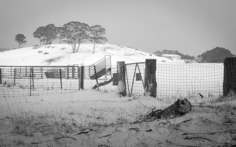 Snow Day