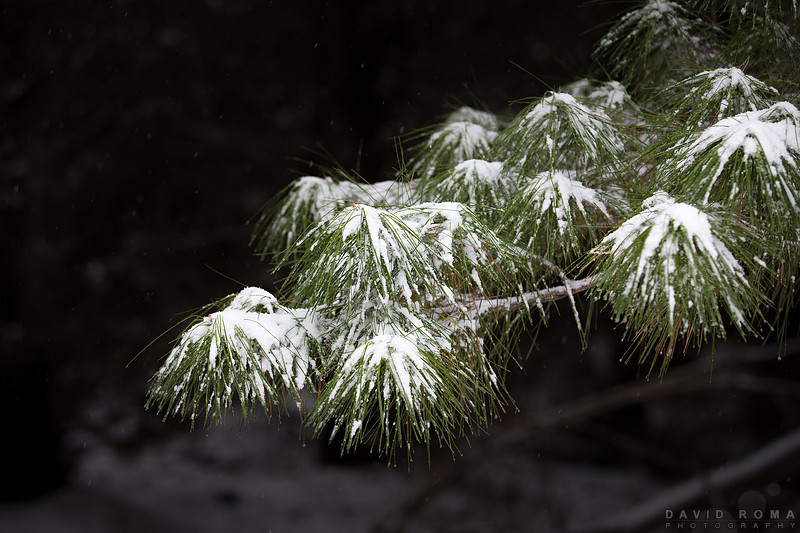 Snow draped pine
