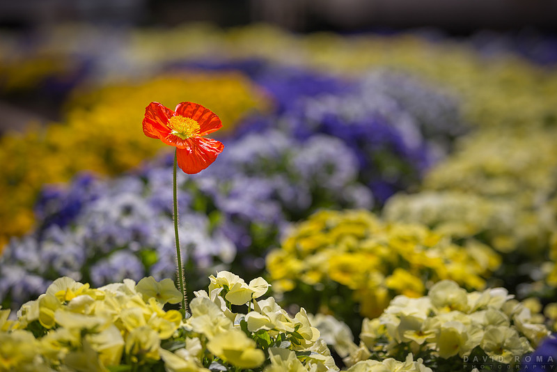 Lone Poppy