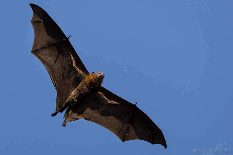 Buff Bat