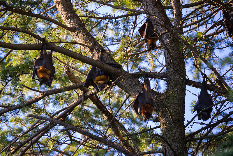 Roosting