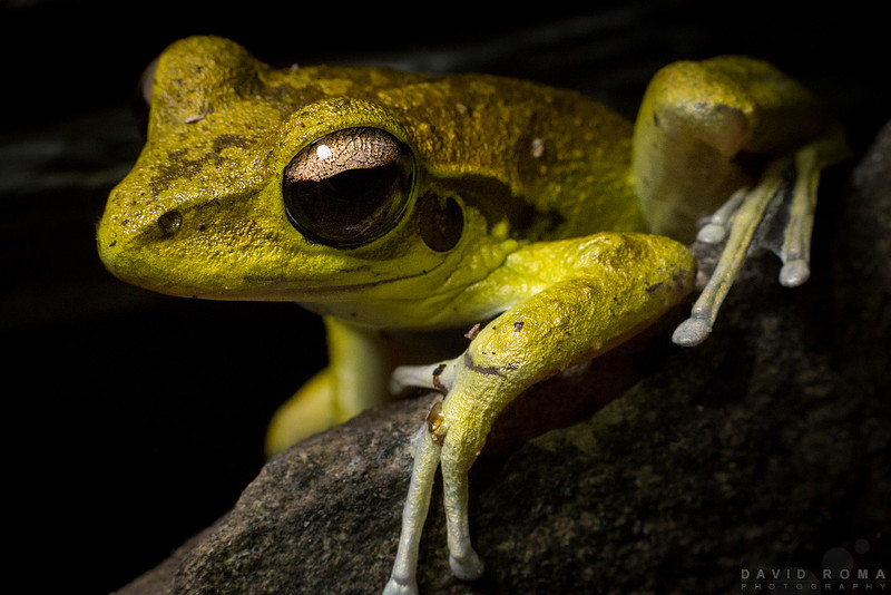 Chillin - Litoria jungguy