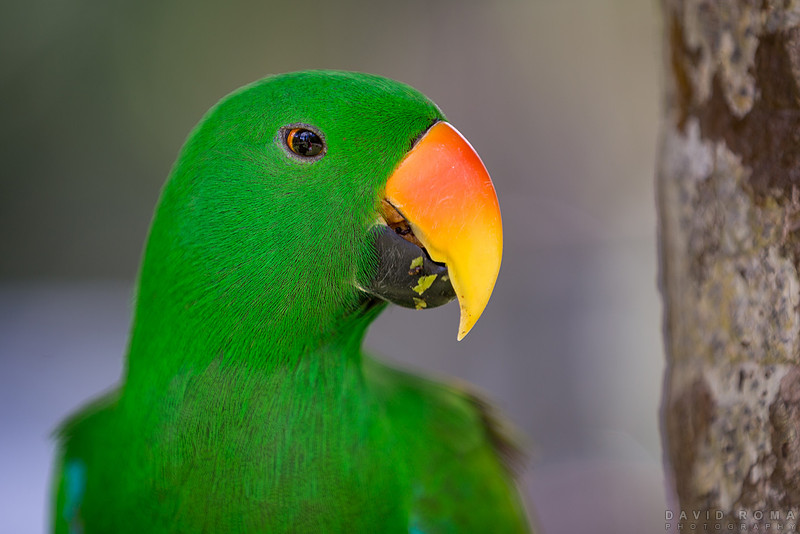 Parrot Poser
