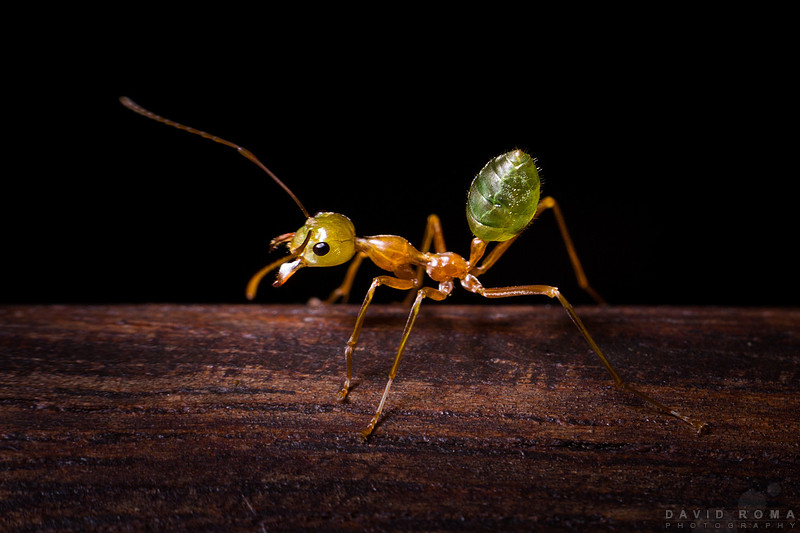 Green Tree ant