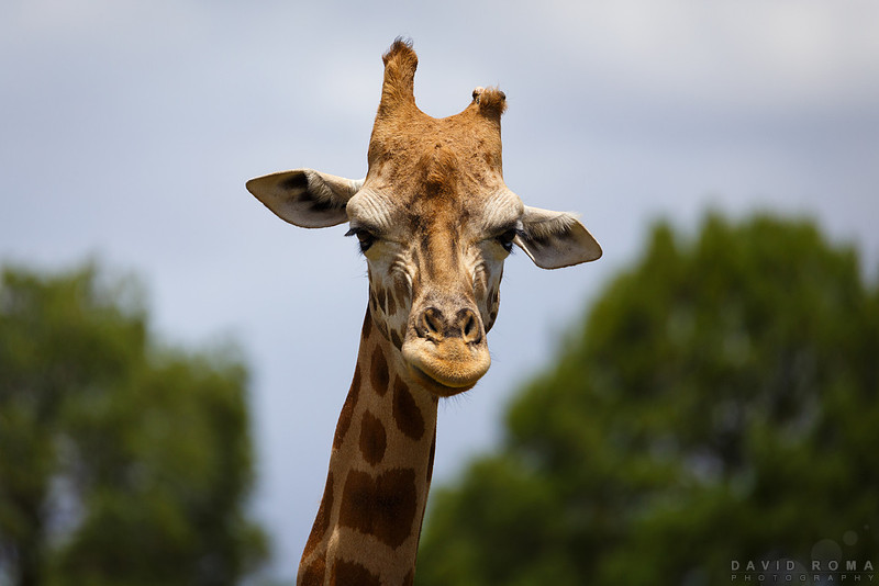 Giraffe - Western Plains Zoo, Dubbo
