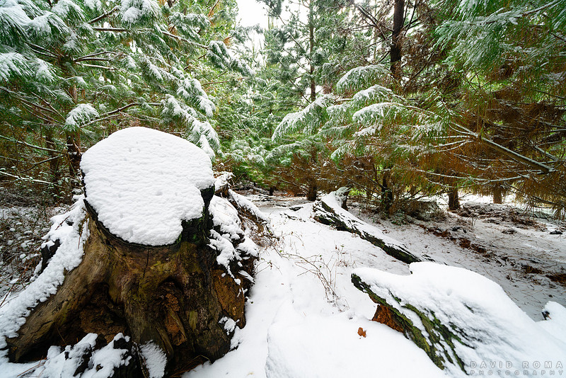 Snow Stump